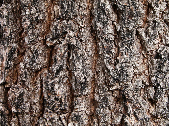 Image of Bradford Pear