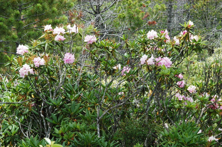 Image of Pacific rhododendron