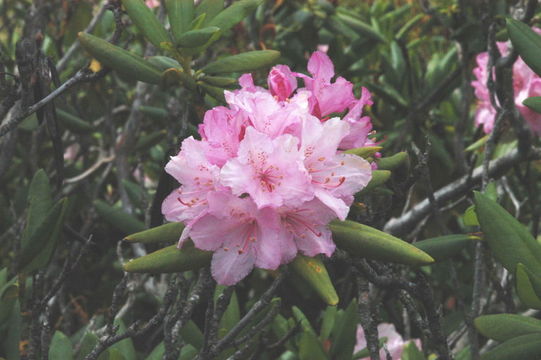 Imagem de Rhododendron macrophyllum D. Don ex G. Don