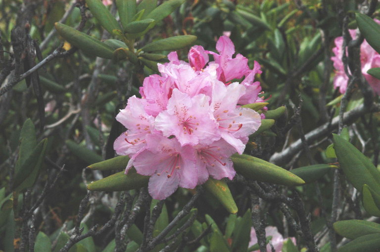 Image of Pacific rhododendron