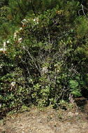Image of western azalea