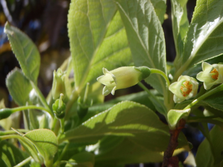 Plancia ëd Vaccinium calycinum Sm.