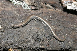 Image of Lesser Slender Salamander