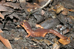 Image of Common Ensatina