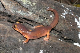 Image de Ensatina eschscholtzii Gray 1850