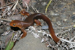 Image of California Newt