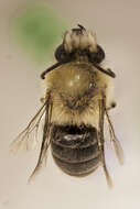 Image of Hairyeye Bee