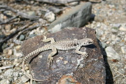 Image of Northern Desert Iguana