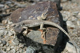 Image of Northern Desert Iguana