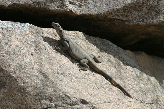 Sivun Chuckwalla kuva