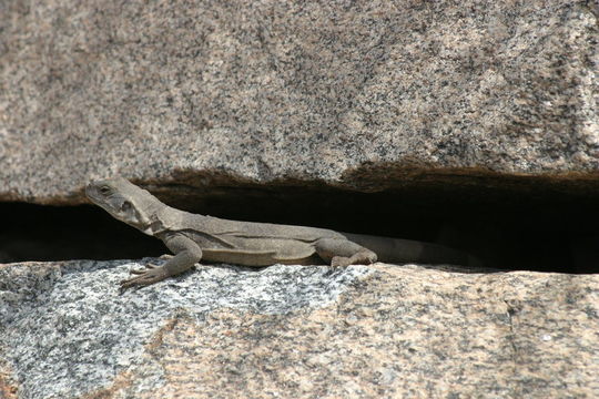 Image of Common Chuckwalla