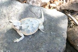 Image of Desert Horned Lizard