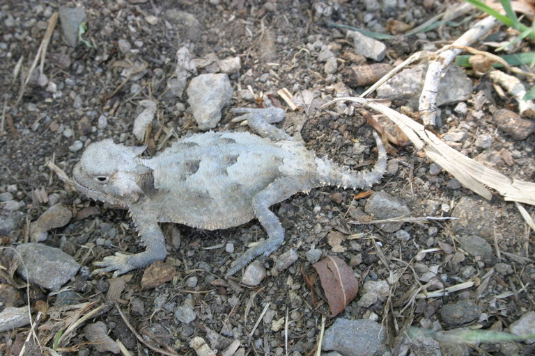 Image of Desert Horned Lizard