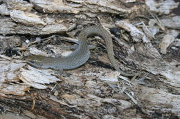 Image of Desert Night Lizard