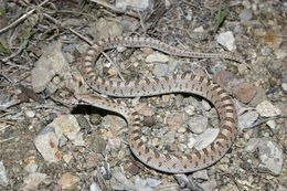 Image of Glossy Snake