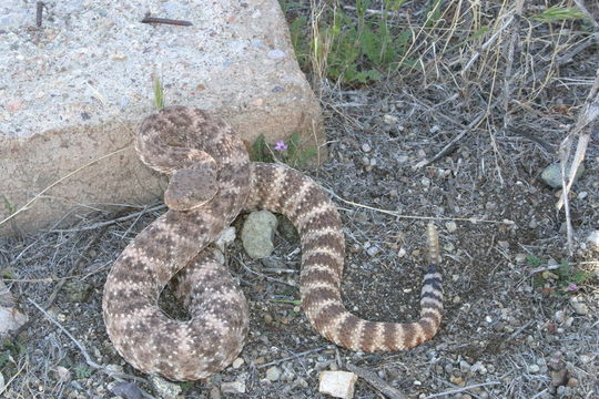 صورة Crotalus mitchellii (Cope 1861)