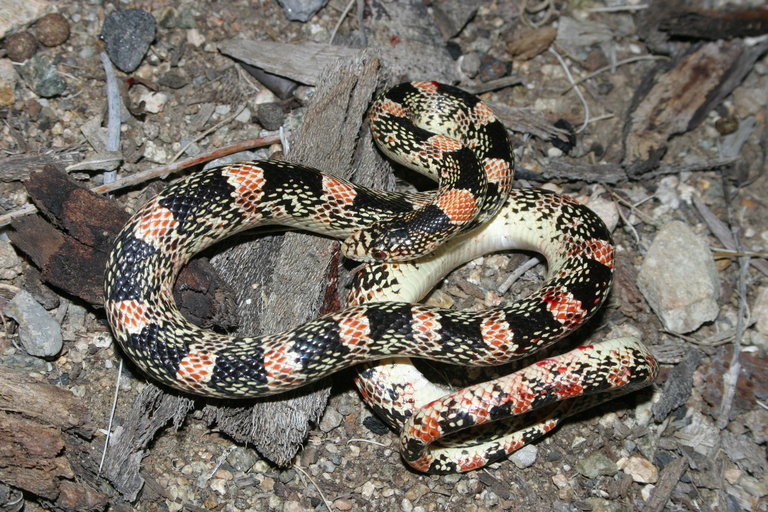 Image of Long-nosed Snake