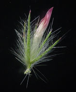 Image of Narrow Clover