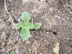 Image of horehound