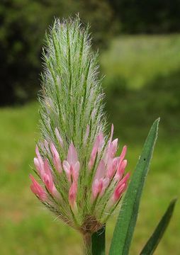 Sivun Trifolium angustifolium L. kuva