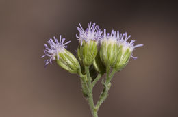 Fleischmannia sonorae (A. Gray) R. King & H. Rob. resmi