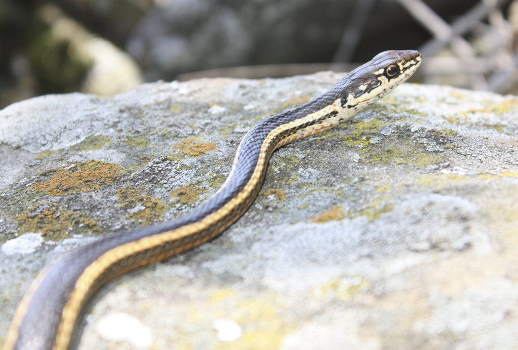 Image of <i>Masticophis lateralis euryxanthus</i>