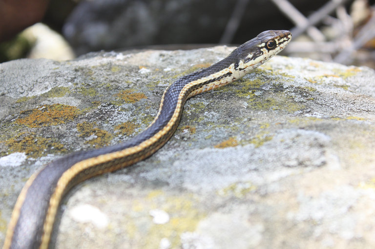 Image of <i>Masticophis lateralis euryxanthus</i>