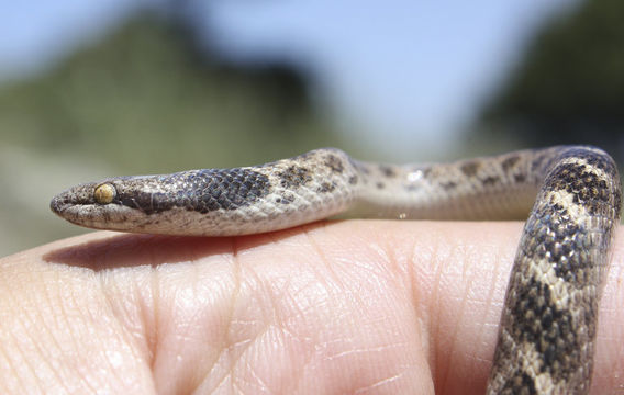 <i>Hypsiglena ochrorhyncha nuchalata</i> resmi