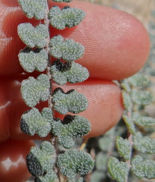 Image of Cochise scaly cloakfern