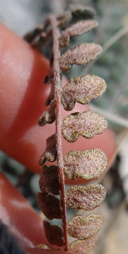 Image of Cochise scaly cloakfern