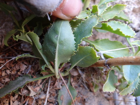 Image of Stephens' penstemon