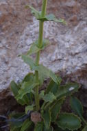 Image of Stephens' penstemon