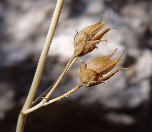 Image of Stephens' penstemon