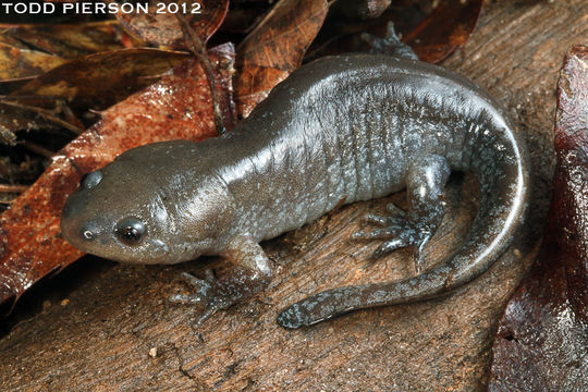 Image of Mole Salamander