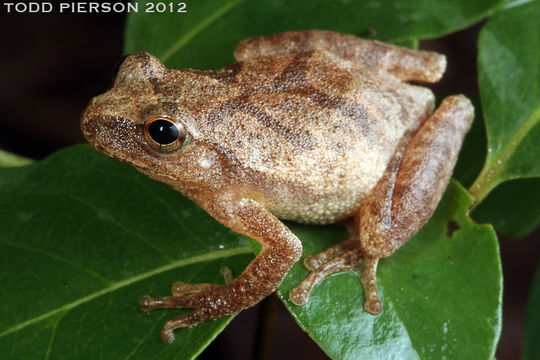 Image of Spring Peeper