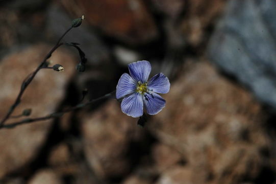 Imagem de Linum lewisii Pursh