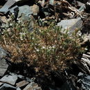 Image of granite prickly phlox