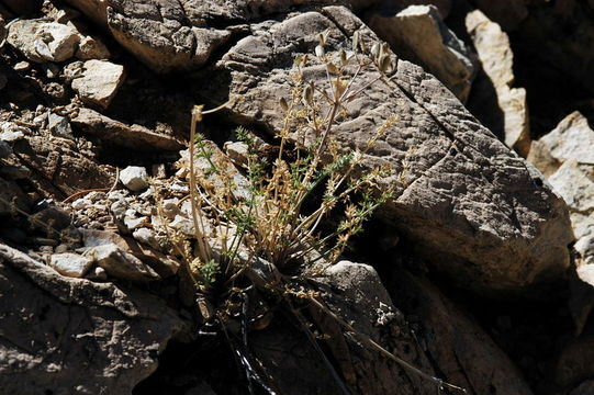 Plancia ëd Lomatium parryi (S. Wats.) J. F. Macbr.