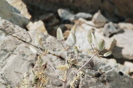 Image of Utah desertparsley