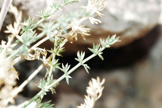 Image of Utah desertparsley