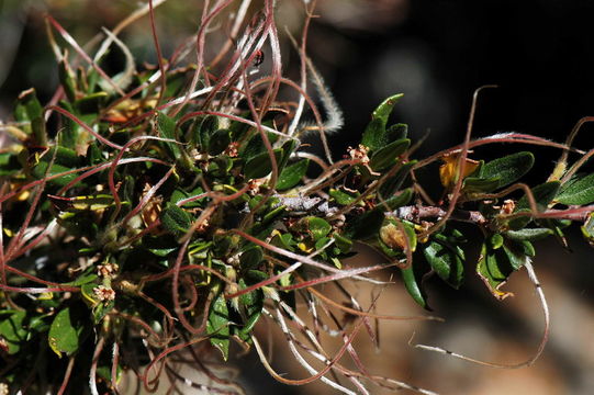 صورة Cercocarpus ledifolius Nutt.