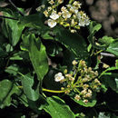 Sivun Viburnum ellipticum Hook. kuva