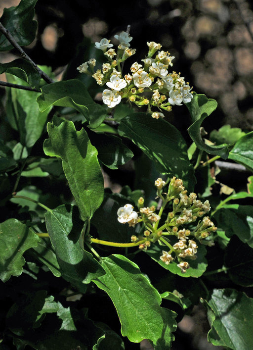 Imagem de Viburnum ellipticum Hook.