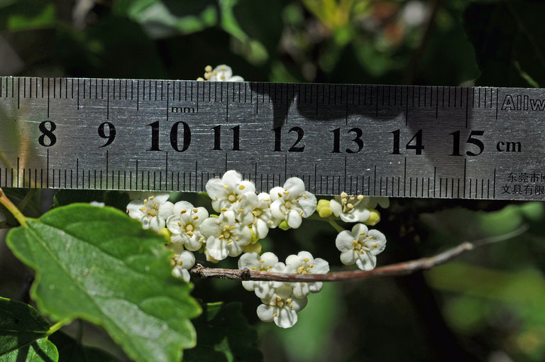 Sivun Viburnum ellipticum Hook. kuva