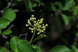 Sivun Viburnum ellipticum Hook. kuva