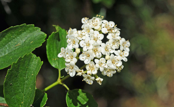 Sivun Viburnum ellipticum Hook. kuva