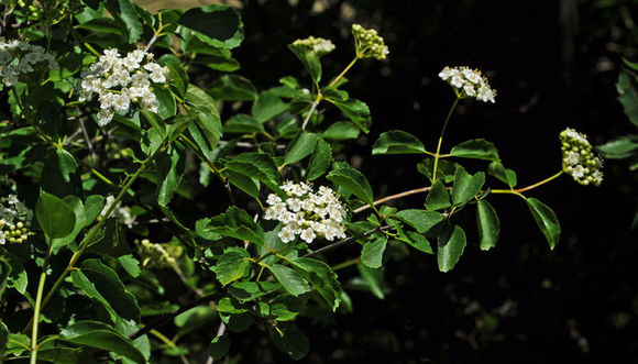 Image of common viburnum