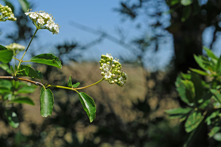 Sivun Viburnum ellipticum Hook. kuva