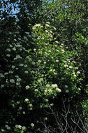 Imagem de Viburnum ellipticum Hook.