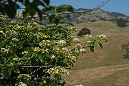 Imagem de Viburnum ellipticum Hook.